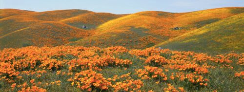 Vibrant orange poppies blanket rolling hills under a clear blue sky, creating a stunning natural landscape.
