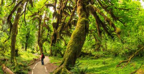 A person stands on a path surrounded by tall, moss-covered trees in a lush, green forest.