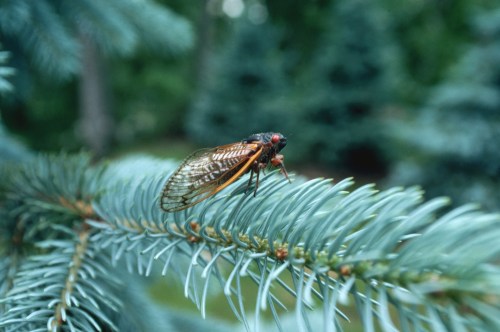 A close-up of a cicada perched on a green pine branch, with blurred trees in the background.
