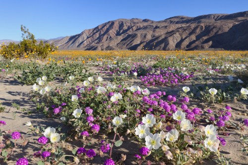 A vibrant desert landscape filled with colorful wildflowers, set against a backdrop of mountains under a clear blue sky.