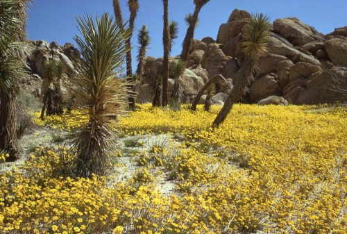 A vibrant field of yellow flowers surrounded by palm-like plants and rocky formations under a clear blue sky.