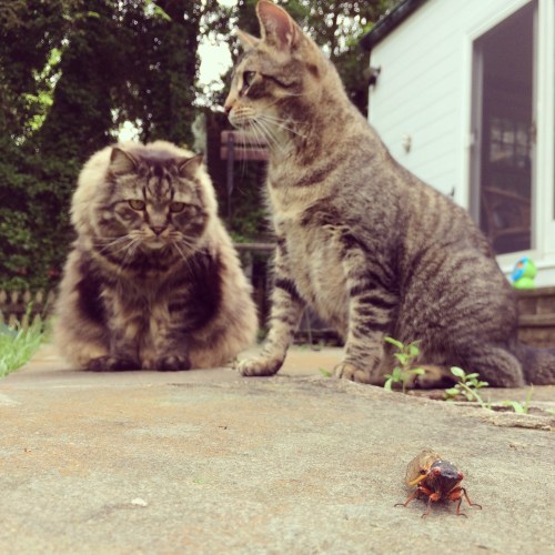 Two cats, one fluffy and one tabby, curiously observe a large insect on a stone surface in a garden setting.