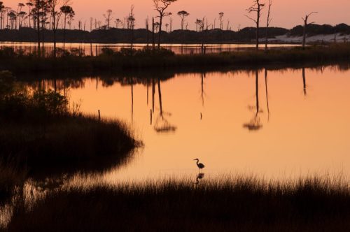 A serene sunset over a calm waterway, with silhouettes of trees and a heron standing in the foreground.