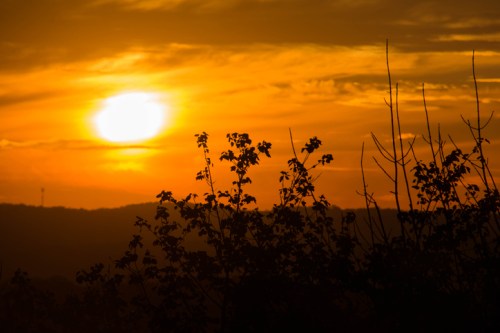 Silhouette of plants against a vibrant orange sunset with clouds in the sky.