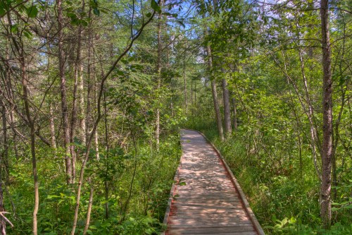 A wooden boardwalk winding through a lush, green forest with trees and dense foliage on either side.