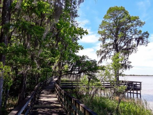 A wooden boardwalk winds through lush greenery beside a calm waterway, with trees draped in Spanish moss.