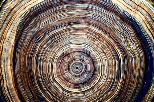Close-up of a tree stump showing concentric growth rings in various shades of brown and cream.