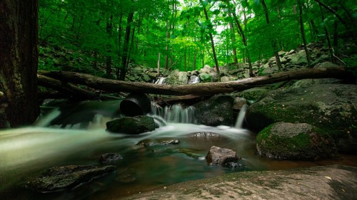 A serene forest scene with a flowing stream, smooth rocks, and lush green trees in the background.