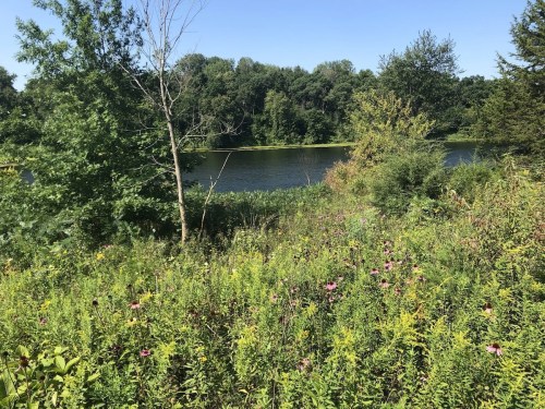 A serene landscape featuring a river surrounded by lush greenery and wildflowers under a clear blue sky.
