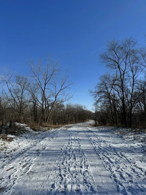 A snowy path lined with bare trees under a clear blue sky.