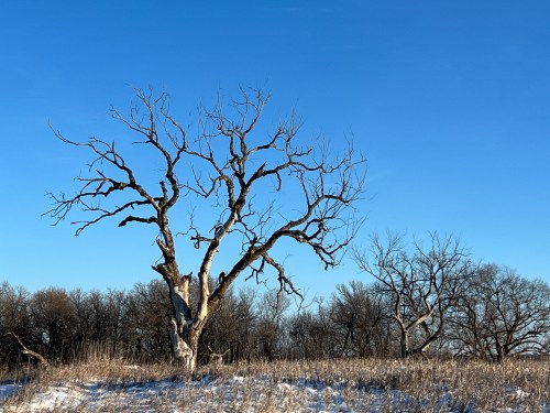 A bare, gnarled tree stands in a snowy field under a clear blue sky, surrounded by sparse vegetation and distant trees.