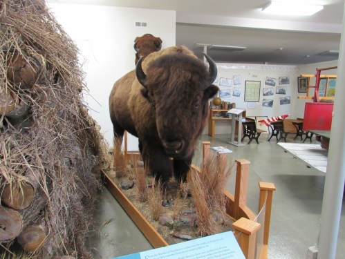 A mounted bison display in a museum, surrounded by grass and wooden logs, with informational panels in the background.