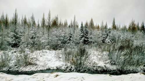 A snowy landscape with tall trees and bushes, blanketed in white, under a cloudy sky.