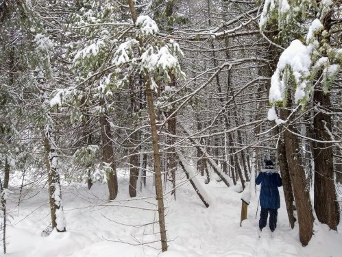 A person in a blue coat walks through a snowy forest, surrounded by snow-covered trees and a white landscape.