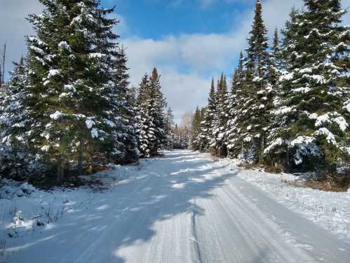 Snow-covered road surrounded by tall evergreen trees under a bright blue sky with scattered clouds.