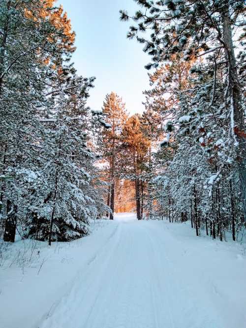 A snowy path through a forest of tall pine trees, with sunlight filtering through the branches.