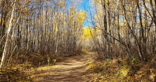 A dirt path winds through a forest of tall trees with vibrant yellow leaves under a clear blue sky.