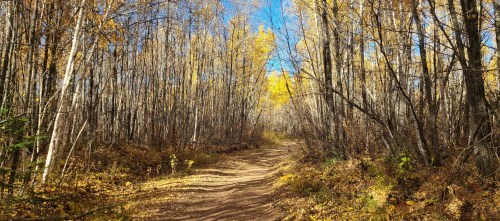 A winding dirt path through a forest of tall trees with autumn leaves, under a clear blue sky.