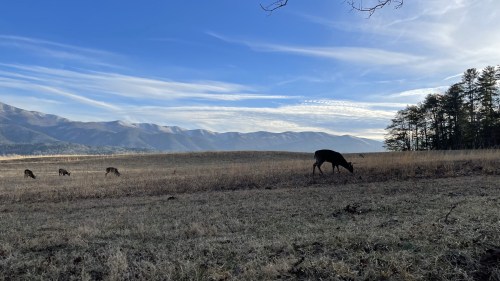 A serene landscape with deer grazing in a grassy field, framed by mountains and a blue sky with wispy clouds.