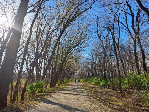 A dirt path through a tree-lined area with bare branches and green shrubs, under a clear blue sky.
