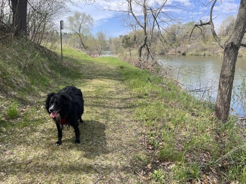 A black dog stands on a grassy path beside a calm river, surrounded by trees and a clear blue sky.
