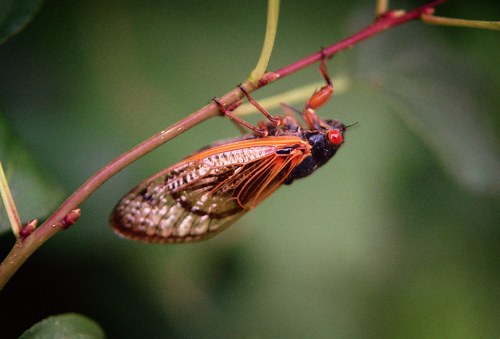 Close-up of a cicada perched on a thin branch, showcasing its vibrant wings and striking red eyes.