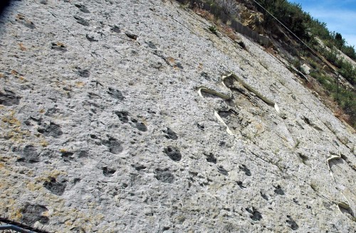 Fossilized dinosaur footprints embedded in a rocky surface, showcasing various sizes and shapes.