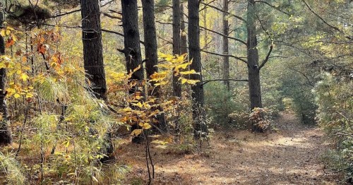 A serene forest path surrounded by tall trees and autumn foliage in warm yellow and orange hues.
