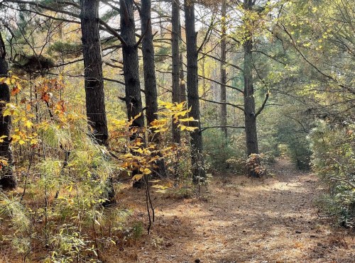 A serene forest path lined with tall trees and vibrant autumn foliage, surrounded by soft, fallen leaves.