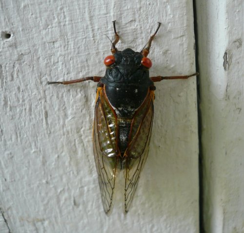 A close-up of a cicada with red eyes and transparent wings on a white wooden surface.