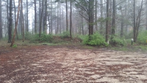 A misty forest scene with tall trees and a gravelly ground, surrounded by green underbrush.
