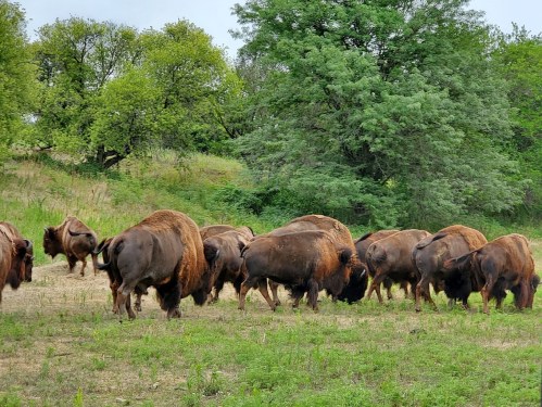 A herd of bison grazing in a grassy field surrounded by trees.