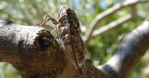 Close-up of a cicada perched on a tree branch, with blurred green foliage in the background.
