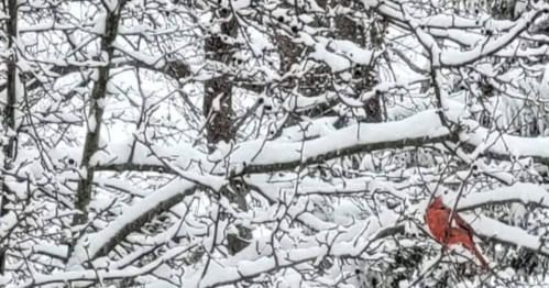 A snowy landscape with bare branches, featuring a bright red cardinal perched among the snow-covered trees.