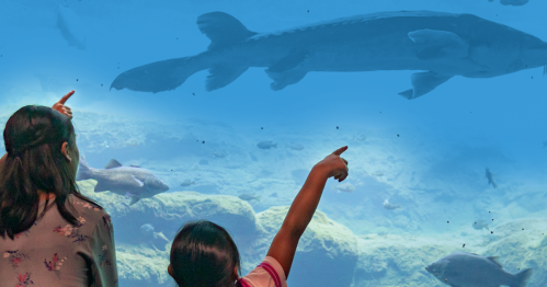 Two children point excitedly at a large fish swimming in an aquarium, surrounded by smaller fish and rocks.