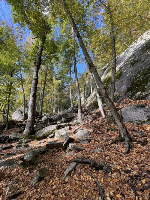 A forest scene with tall trees, rocky terrain, and autumn leaves scattered on the ground under a clear blue sky.