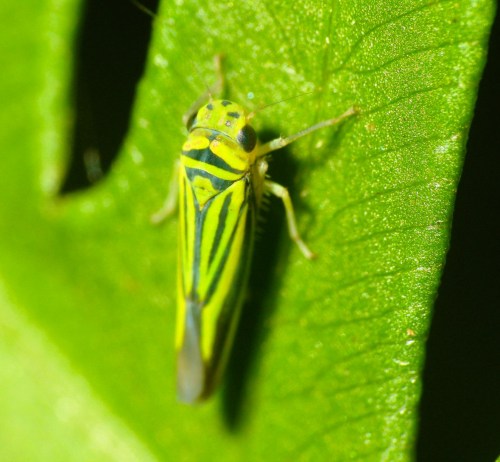 A close-up of a bright green and yellow insect with stripes, resting on a green leaf.