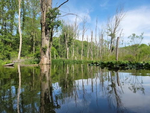 A serene wetland scene with still water reflecting trees and lush greenery under a clear blue sky.