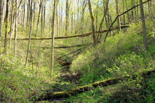 A serene forest scene with green foliage, fallen trees, and a small stream winding through the underbrush.
