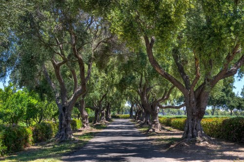 A serene pathway lined with tall trees, creating a shaded tunnel through lush greenery.