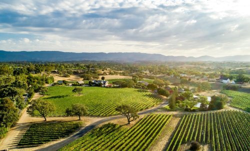Aerial view of lush vineyards and rolling hills under a cloudy sky, with scattered trees and farmhouses in the landscape.