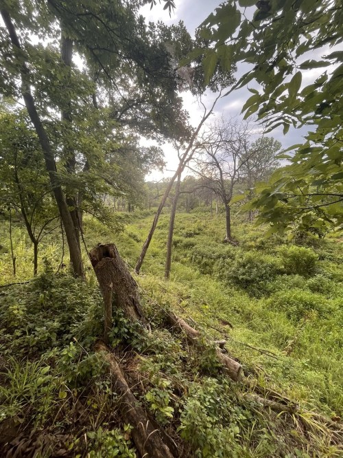 Lush green forest with trees, underbrush, and a cloudy sky, creating a serene natural landscape.