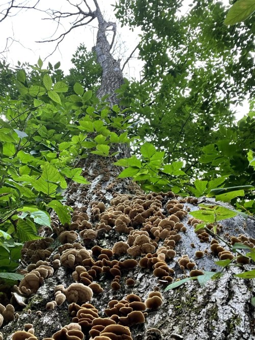 A tall tree covered in green leaves and clusters of brown mushrooms growing along its trunk.