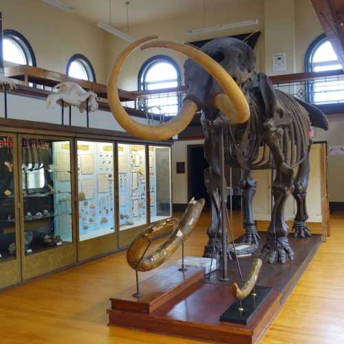 A large mammoth skeleton displayed in a museum, with informative exhibits and artifacts in the background.