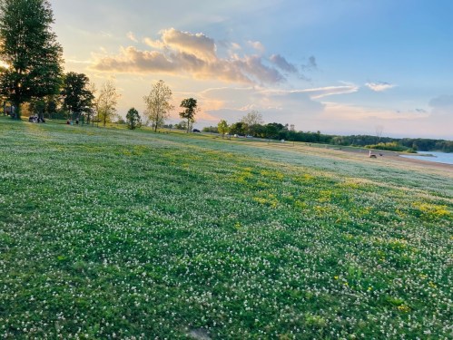 A grassy field covered in white and yellow flowers, with trees and a lake under a colorful sunset sky.