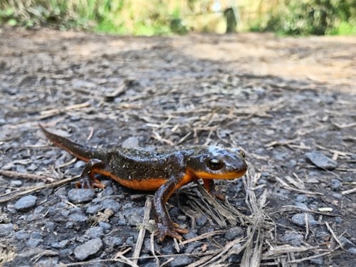 A small salamander with a dark body and bright orange underbelly on a gravel path surrounded by greenery.