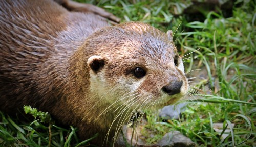 A close-up of an otter resting on green grass, showcasing its shiny fur and curious expression.