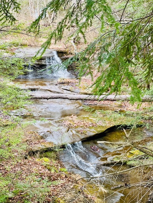 A serene forest scene featuring a small waterfall cascading over rocks, surrounded by greenery and fallen leaves.