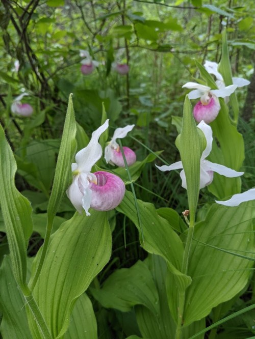 A cluster of pink and white orchids surrounded by lush green foliage in a natural setting.
