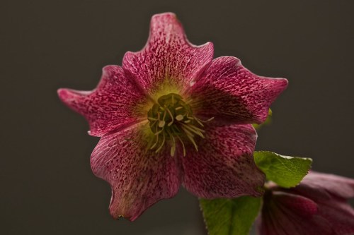 Close-up of a pink and purple flower with intricate petal patterns and green leaves against a dark background.